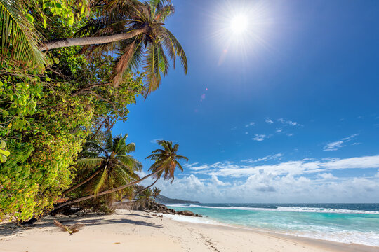 Sunny white sand beach with coconut palm, blue sky and turquoise sea. Summer vacation and tropical beach concept.