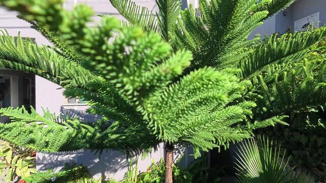 Norfolk Island pine, Araucaria heterophylla near a house in Albania