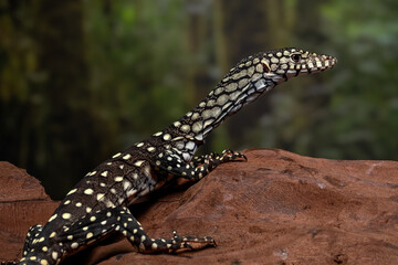 Perentie (Varanus giganteus) is a large monitor lizard native to Australia.