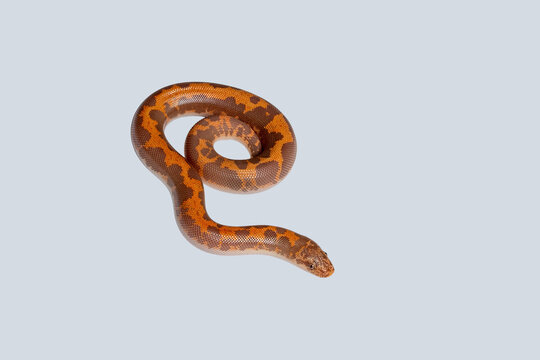 Red Sand Boa (Eryx johnii) on white background. This non-venomous snake species is known for its smooth scales, reddish-brown coloration, and blunt tail resembling its head.