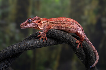 Gargoyle gecko (Rhacodactylus auriculatus) is a species of gecko native to New Caledonia.