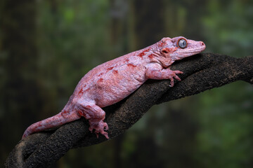A pale pink Gargoyle gecko (Rhacodactylus auriculatus) resting calmly on a branch. This is a species of gecko native to New Caledonia.
