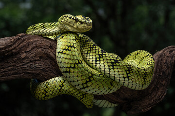 Sumatran tree viper (Trimeresurus sumatranus) is a species of venomous pit viper found in the...
