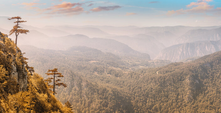 Pine trees on a cliff overlooking a tranquil mountain range at dawn, showing layers of serene forested hills in Tara park, Serbia
