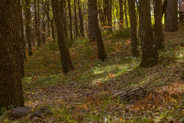 Sunlight Through Forest Trees