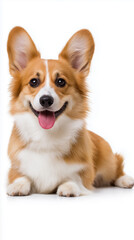 Obraz premium Happy corgi dog lying on white background looking at camera. 