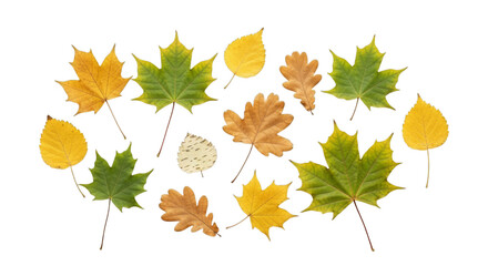 Fototapeta premium Collection of vibrant autumn leaves showcasing fall season on white background