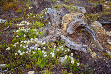 Icelandic Rhododendron in Lapland, northern Sweden