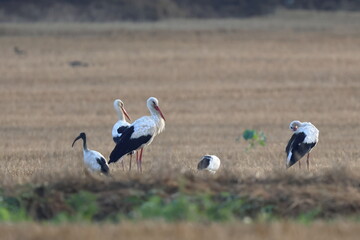 in campagna