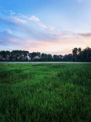 Vertical. peaceful summer evening with fog over a rural landscape, a distant forest line, and fog covering the fields. A bright, juicy, green evening summer landscape.