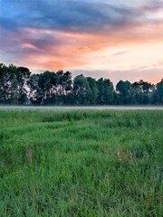 Vertical. peaceful summer evening with fog over a rural landscape, a distant forest line, and fog covering the fields. A bright, juicy, green evening summer landscape.