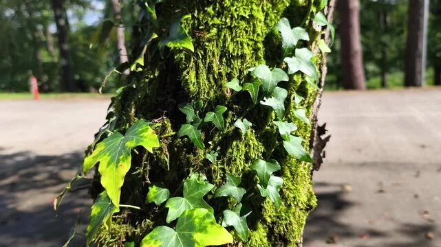 An ivy branch climbs up a moss-covered tree trunk in an autumn forest. The scene captures the rich textures and vibrant colors of the fall season, highlighting the natural beauty of the fores