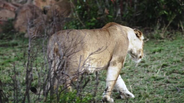 A beautiful lioness strolls through the grassy plains of Masai Mara National Reserve, Kenya. The big cat moves gracefully across the African landscape during daylight hours.