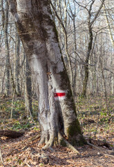 A path network in the natural environment of a forest area in nature