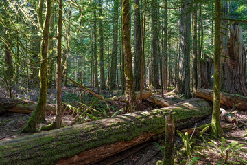 Ancient forest trees in Macmillan provincial park, Vancouver Island, British Columbia, Canada.