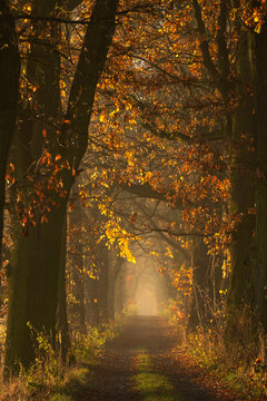 Fototapeta Jesienny, mglisty poranek w lesie, jesienna aleja , wschód słońca, tapeta, dekoracja.