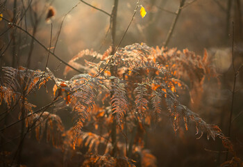 Jesienny, mglisty poranek, liście paproci w promieniach porannego słońca, tapeta,  © mycatherina
