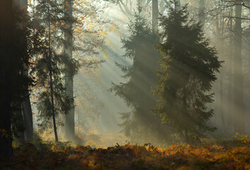 Jesienny, mglisty poranek w lesie, wschód słońca, tapeta. © mycatherina