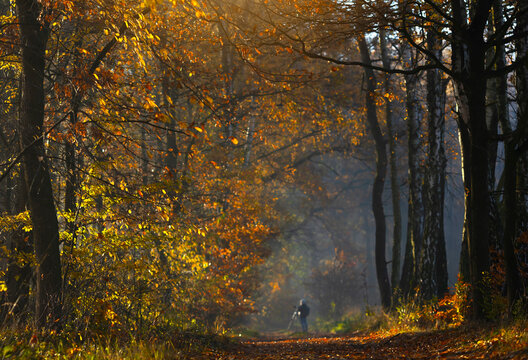 Fototapeta Jesienny, mglisty poranek w lesie, wschód słońca, tapeta.