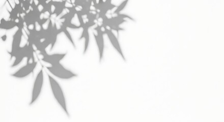 Obraz premium Soft dappled shadows of green leaves cast on a clean white background