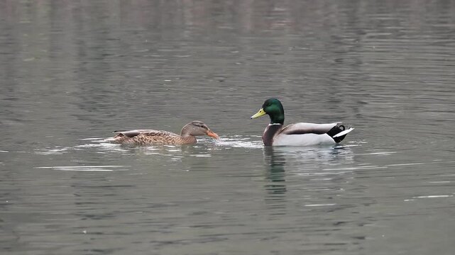mating season of mallard ducks on the lake; slow motion