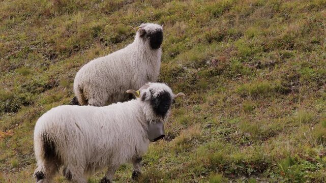 Two Valais Blacknose sheep resting on a green alpine meadow in the Dolomites, Italy. Peaceful mountain scene on a cloudy summer day