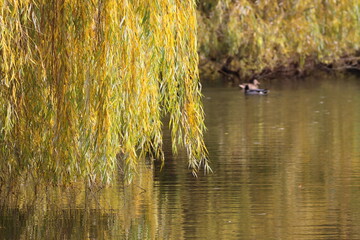 Willow branches with golden leaves hang over the water of a pond