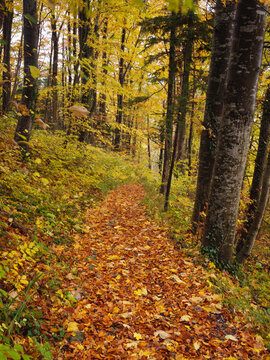 Autumn Forest Path Covered In Golden Leaves Along Tranquil Trail