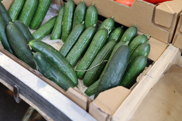Fresh cucumbers displayed in fresh food market