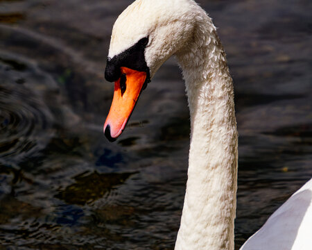 This close-up shows a mute swan swimming gracefully. Its white feathers contrast with its orange beak and the dark water behind it.