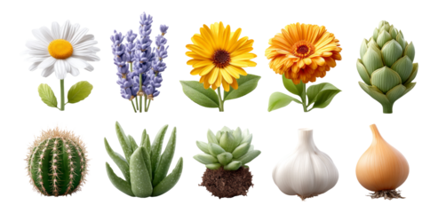 Beautiful Collection of Isolated Flowers and Vegetables on Transparent Background