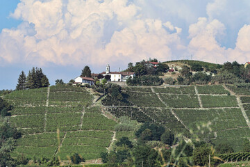 Vineyards in Piedmont, Italy, stretching over rolling green hills in summer. Lush leaves and...