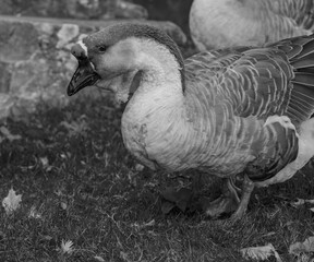 Alles Schwarz oder Wei&szlig;