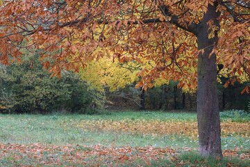 Leafy edges under the Trees