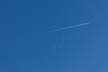 A flock of migratory birds flies across the blue sky with a commercial aircraft leaving a contrail in the background.