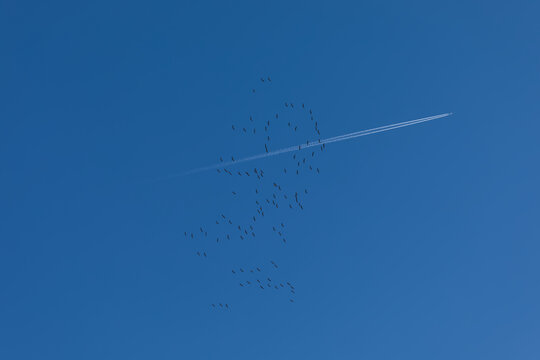 A flock of migratory birds flies across the blue sky with a commercial aircraft leaving a contrail in the background. - Powered by Adobe