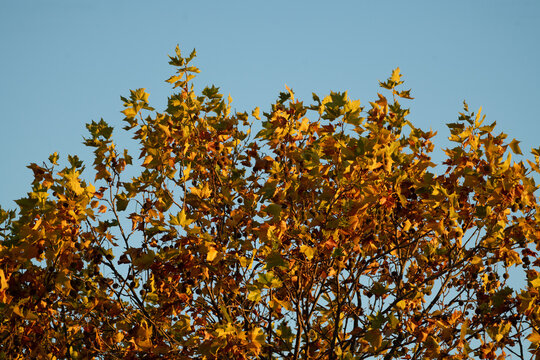 Herbstlich gef&auml;rbte Baumkrone einer Platane