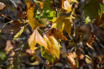 Nahaufnahme von herbstlichen Platanenblättern