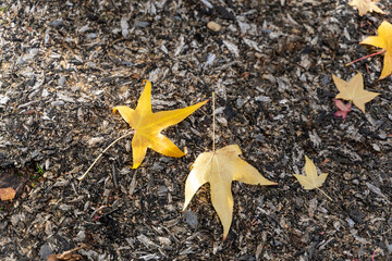 Yellow Autumn Leaves on Ground