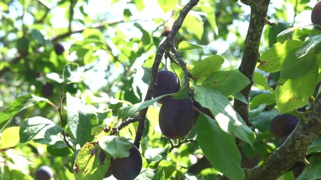 Ripe plums hanging on a branch of a plum tree on a sunny day
