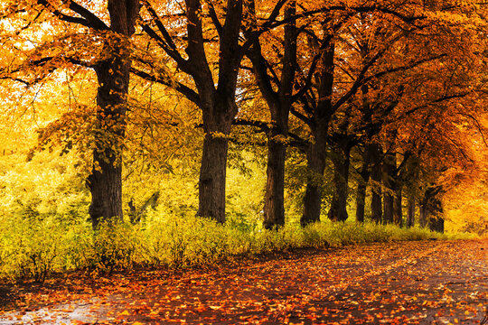 Autumn landscape in a park with vibrant orange and yellow leaves on trees. A pathway lined with fallen leaves leads through the serene environment. - Powered by Adobe