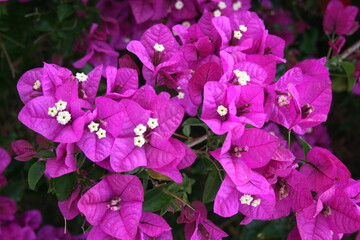 Fleurs violettes de bougainvillier à lanzarote, canaries © Priscilla