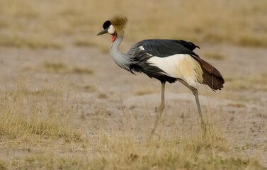 Grue couronnée,Balearica pavonina, Black Crowned Crane
