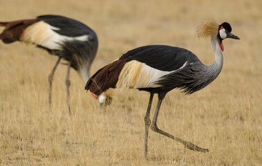 Naklejka premium Grue couronnée, Balearica pavonina, Black Crowned Crane