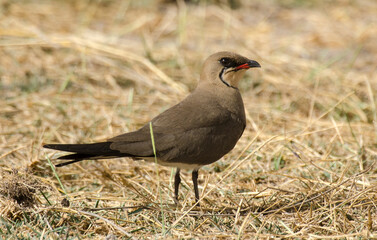 Glaréole à collier,Glareola pratincola, Collared Pratincole