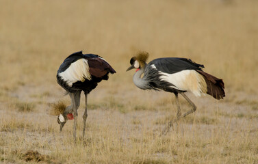 Grue couronnée,Balearica pavonina, Black Crowned Crane