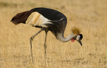Naklejka premium Grue couronnée, Balearica pavonina, Black Crowned Crane