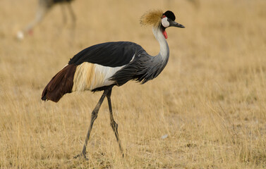 Obraz premium Grue couronnée, Balearica pavonina, Black Crowned Crane