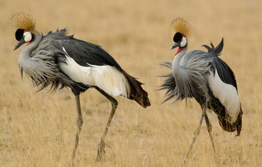 Obraz premium Grue couronnée, Balearica pavonina, Black Crowned Crane