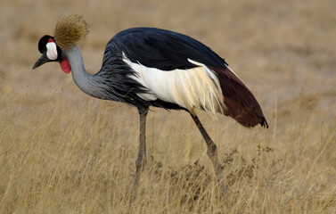 Obraz premium Grue couronnée, Balearica pavonina, Black Crowned Crane